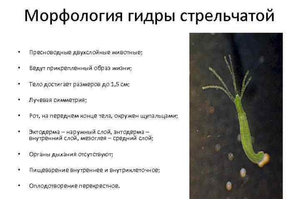 Кракен даркнет купить