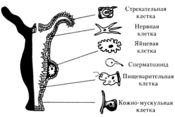 Кракен телегрф